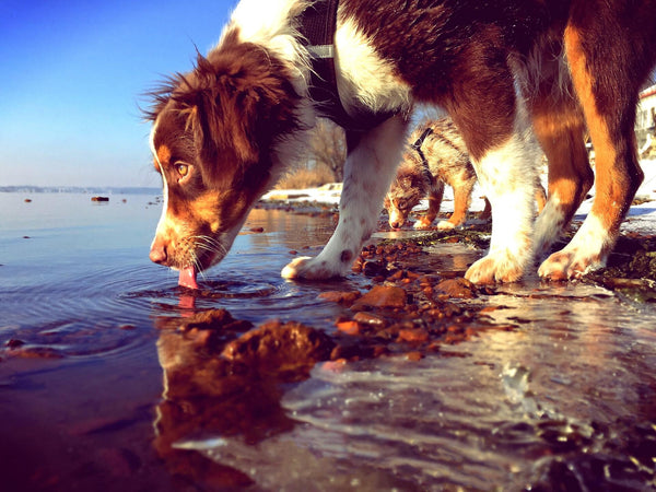 7 Tips to Keep Your Dog Hydrated and Healthy While Traveling